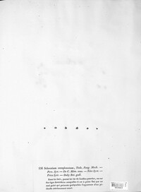 Macrotyphula phacorrhiza image